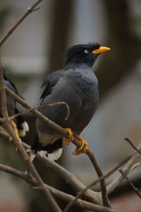 Close-up of bird perching on branch