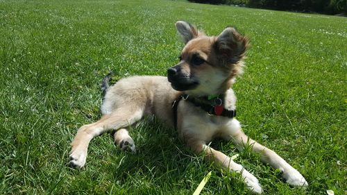 Dog lying on grass