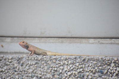 Close-up of lizard on wall