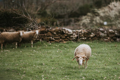 Sheep grazing on grass