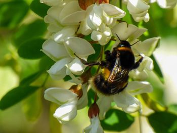 Close-up of bee on flower