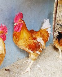 Close-up of rooster in farm