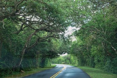 Road amidst trees in forest