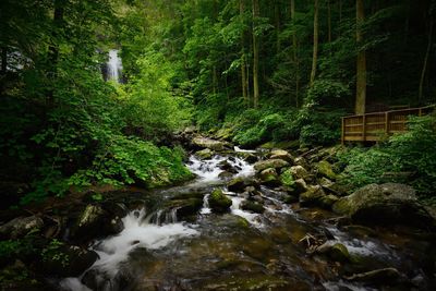 Stream flowing amidst trees