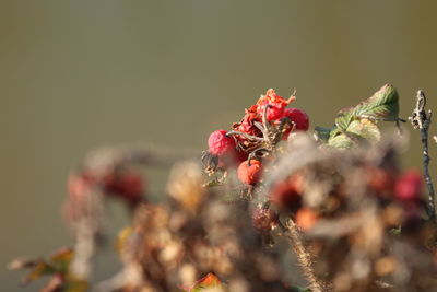 Close-up of red flowering plant