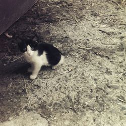 High angle view of cat