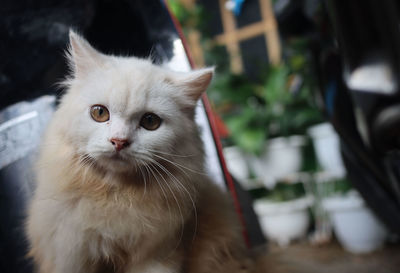 Close-up of a cat looking away