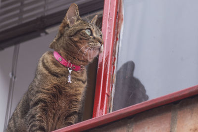 Close-up of a cat looking away