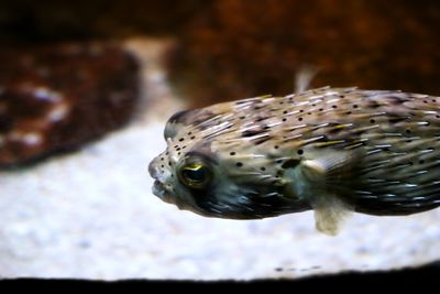 Close-up of fish swimming in sea