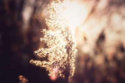 Close-up of flower tree against sky