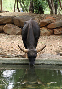 View of horse drinking water