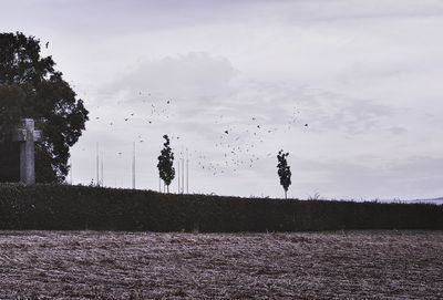 Scenic view of field against sky