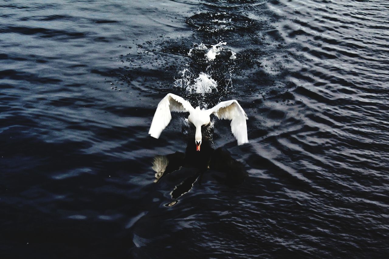 HIGH ANGLE VIEW OF SWANS SWIMMING IN LAKE