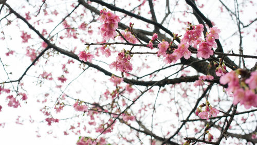 Low angle view of cherry blossoms in spring