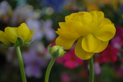 Close-up of yellow flowers blooming outdoors