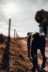 View of a horse on field