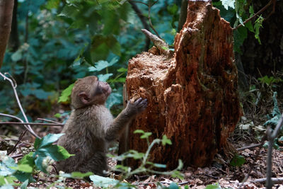 Squirrel sitting on tree trunk