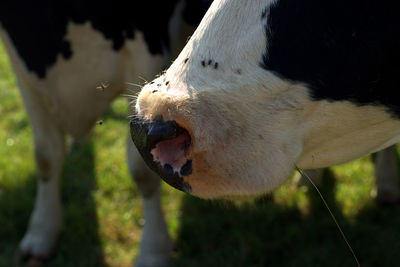 Close-up of dog eating leaf