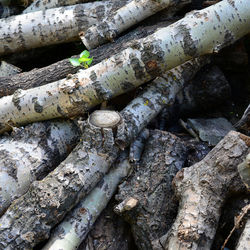 Full frame shot of logs in forest