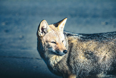 Close-up of a looking away