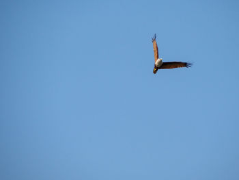 Low angle view of eagle flying in sky