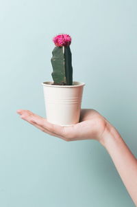 Hand holding flower pot against white background