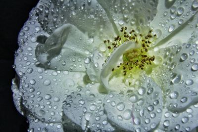 Close-up of water drops on flower