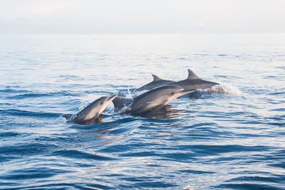 Dolphins jumping in sea against mountain