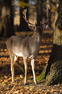 Deer standing on field in forest