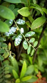 Close-up of fresh green leaves