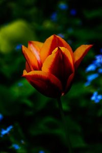 Close-up of orange flower