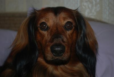 Close-up portrait of dog