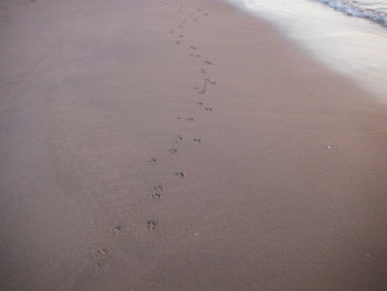 High angle view of crab on sand