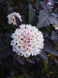 Close-up of white flowering plant during winter