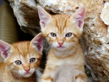 Portrait of cats sitting