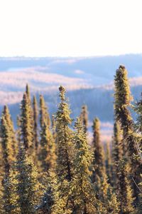 Close-up of trees against sky