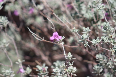 Close-up of pink flowers blooming on tree