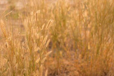 Grass flower