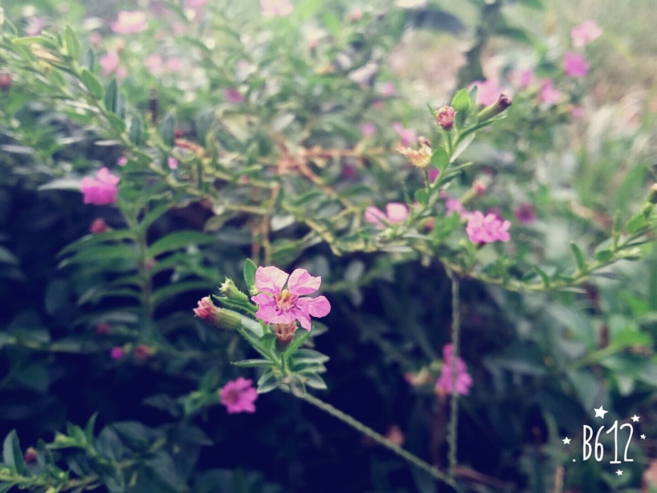 flower, freshness, growth, fragility, petal, pink color, beauty in nature, plant, focus on foreground, blooming, nature, close-up, in bloom, stem, flower head, leaf, blossom, bud, day, outdoors