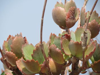 Close-up of prickly pear cactus