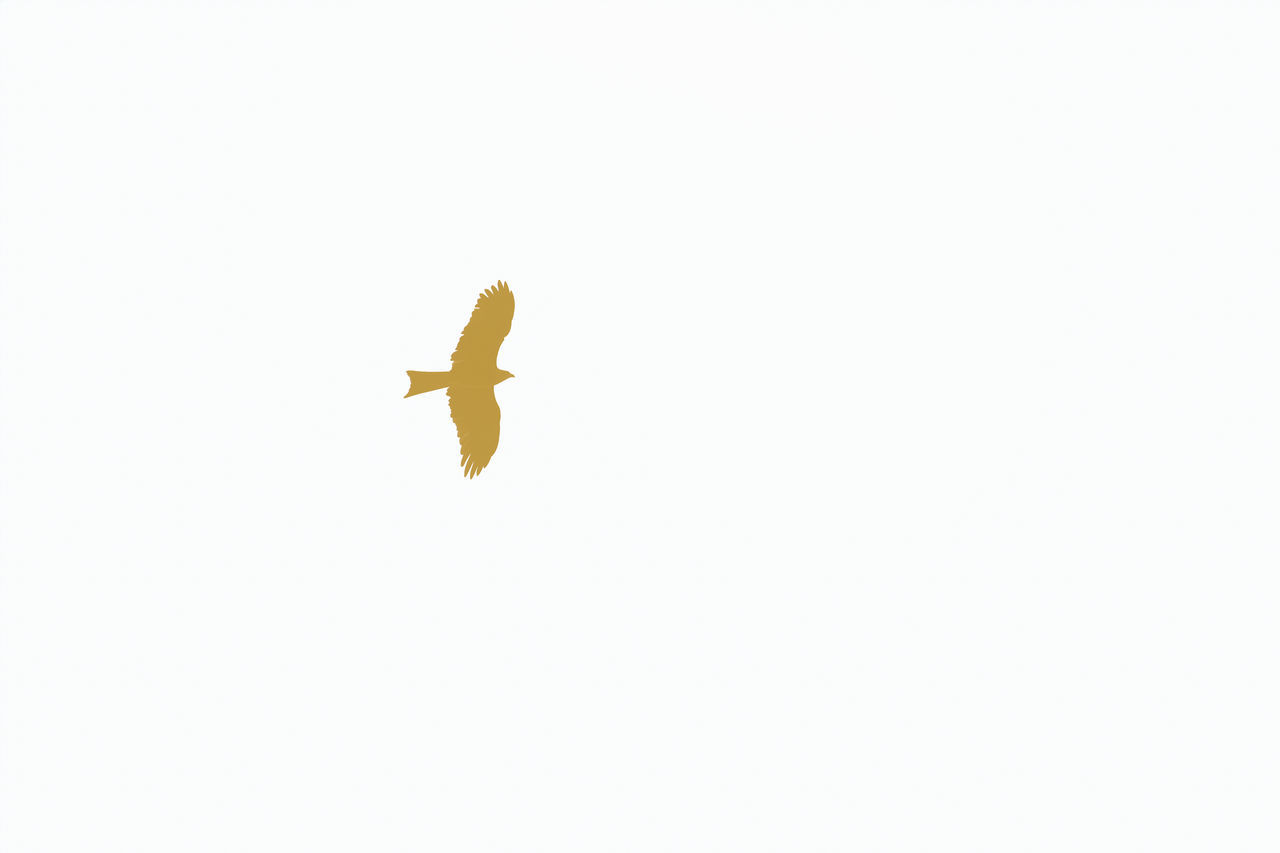 one animal, animal themes, animal, copy space, animal wildlife, flying, wildlife, no people, nature, insect, mid-air, bird, white background, white, animal body part, outdoors