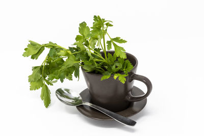 Close-up of plant against white background