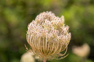 Close-up of flowering plant