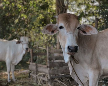 Portrait of cow