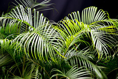 Close-up of plants growing outdoors