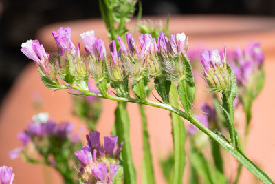 Close-up of pink flowering plant