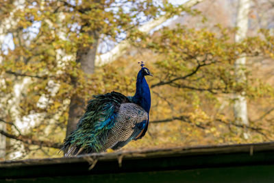 Low angle view of peacock perching on tree