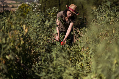 Side view of ethnic female farmer collecting ripe tomatoes in garden on sunny day in countryside