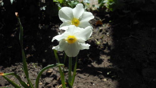 Close-up of white flower