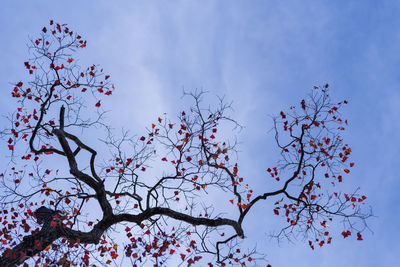 Low angle view of cherry blossoms against sky